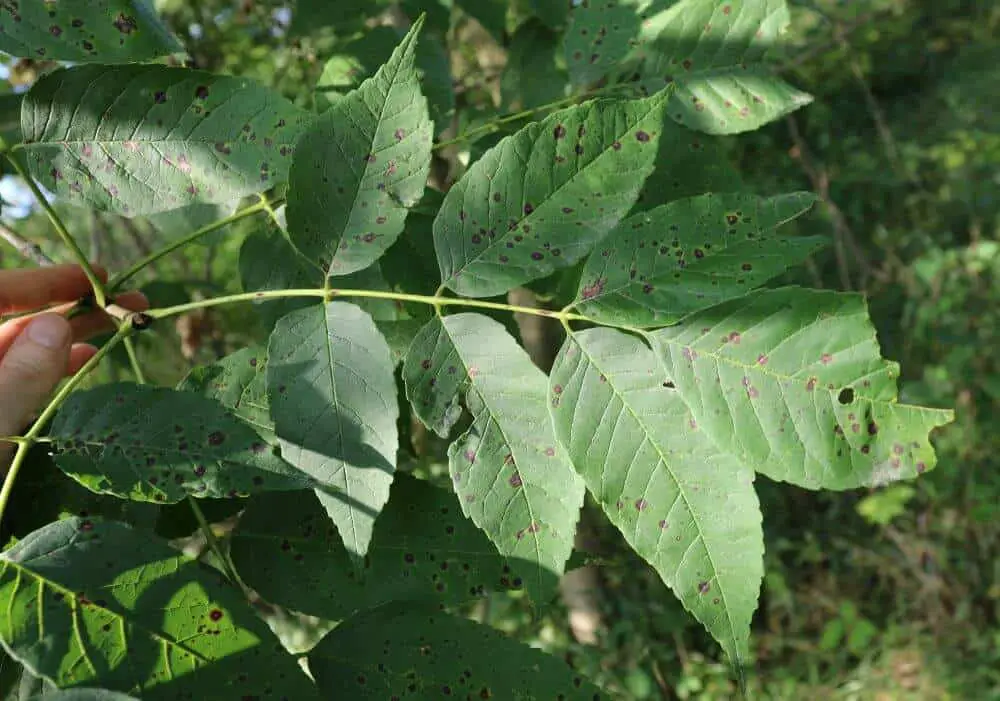 Ash leaf identification