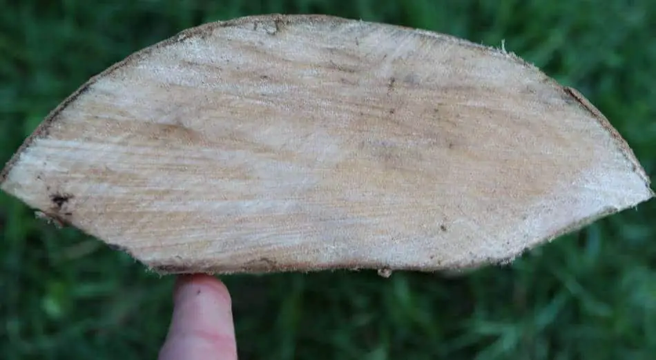 Sycamore firewood identification
