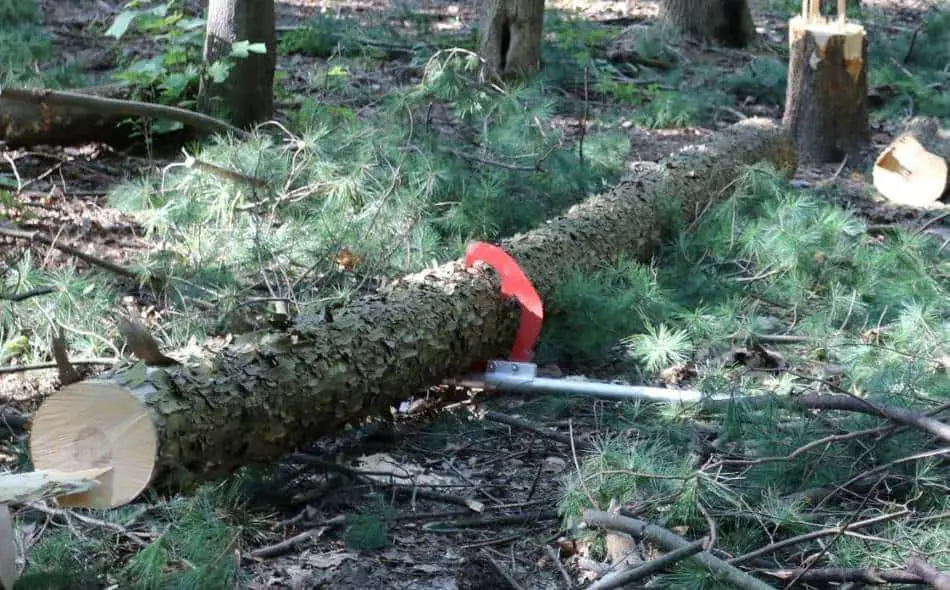 Chainsaw cut log