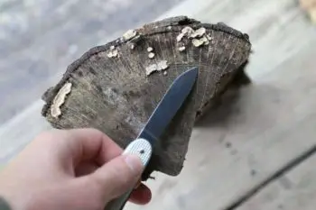 How to identify firewood