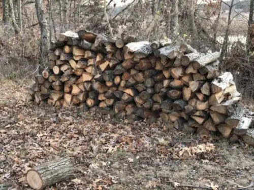 The 15 Longest Burning Firewood Species’ in America